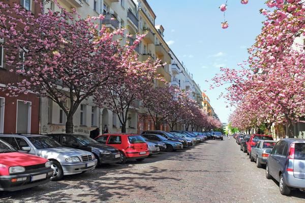 Parked cars on the street in Graz with pink blooming trees lining the street
