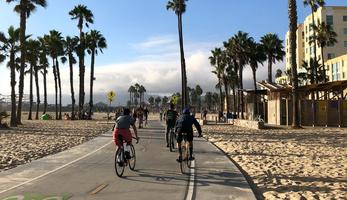 People cycling in the summer in a bike lane surrounded by palm trees