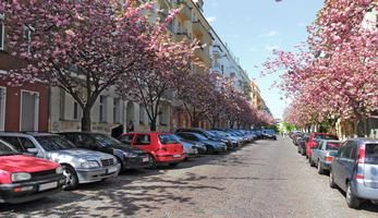 Parked cars on the street in Graz with pink blooming trees lining the street