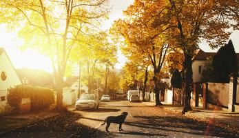 Suburban street