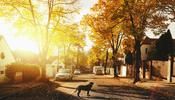 Suburban street